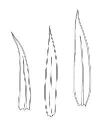 Daltonia splachnoides, three leaves. Drawn from A.J. Fife 7144, CHR 406014.
 Image: R.C. Wagstaff © Landcare Research 2017 